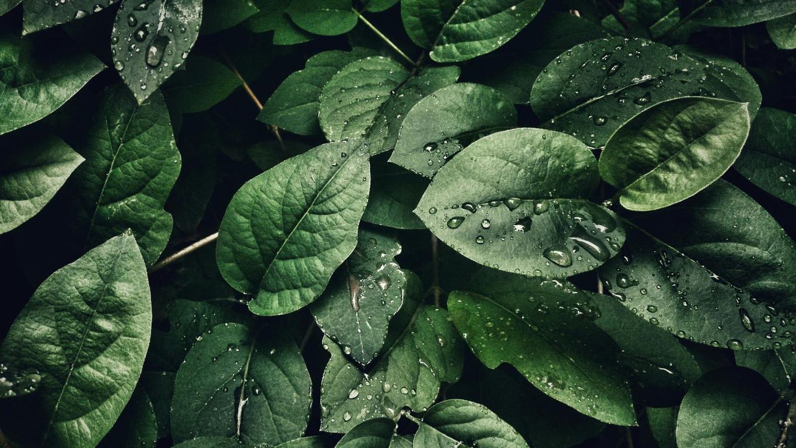 La clorofila da el pigmento verde y mucho más a las plantas.