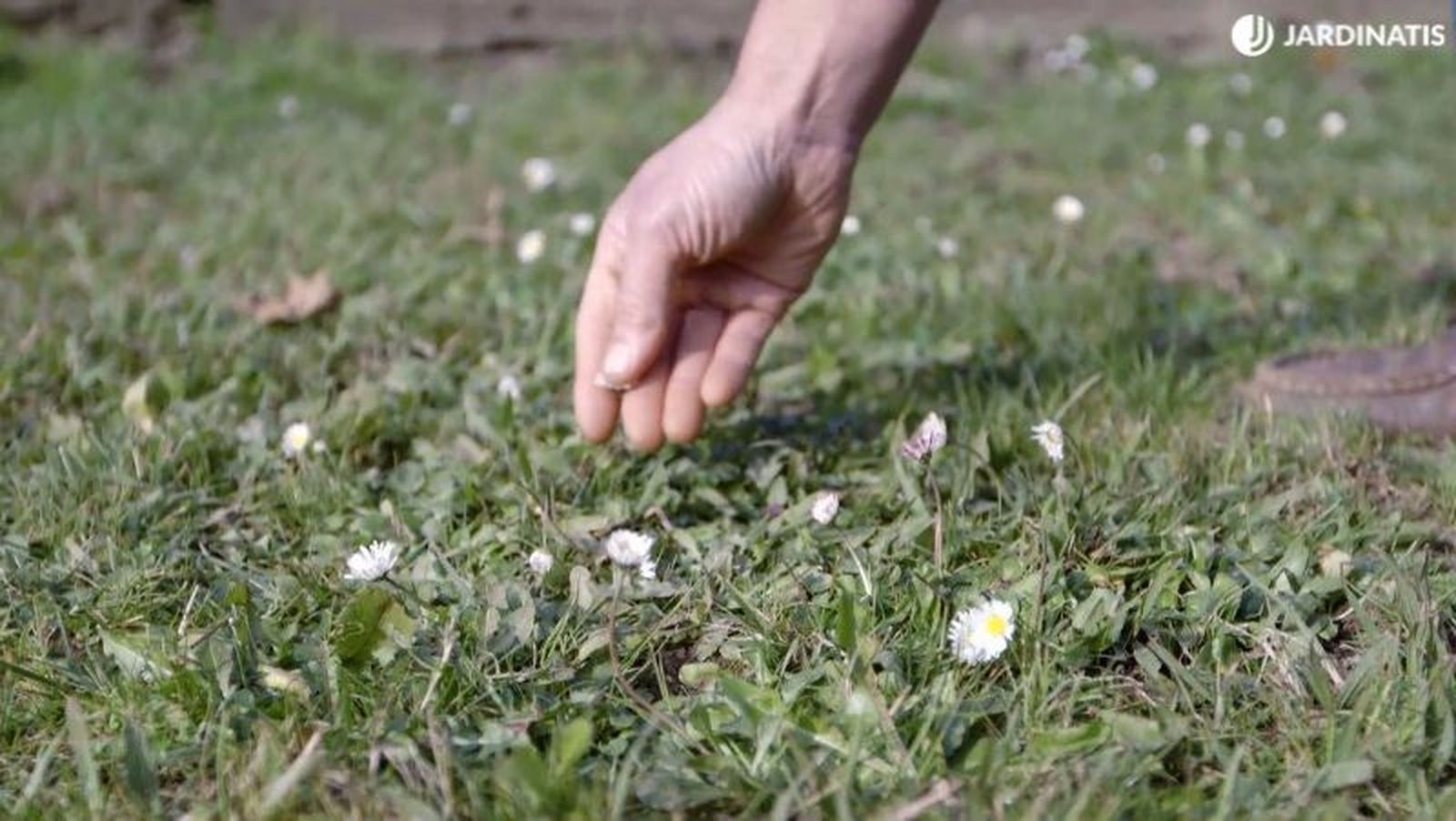 El exceso de humedad por lluvias hace que proliferen las margaritas. El exceso de humedad por lluvias hace que proliferen las margaritas.