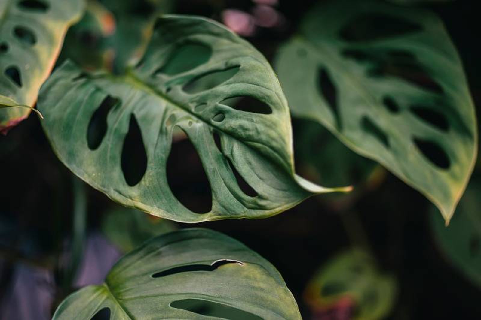 La Monstera Obliqua es una de las plantas más codiciadas y difíciles de encontrar. La Monstera Obliqua es una de las plantas más codiciadas y difíciles de encontrar.