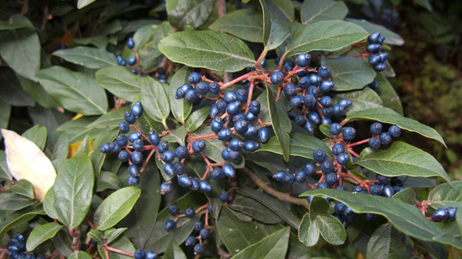 bayas del Viburnum tinus bayas del Viburnum tinus