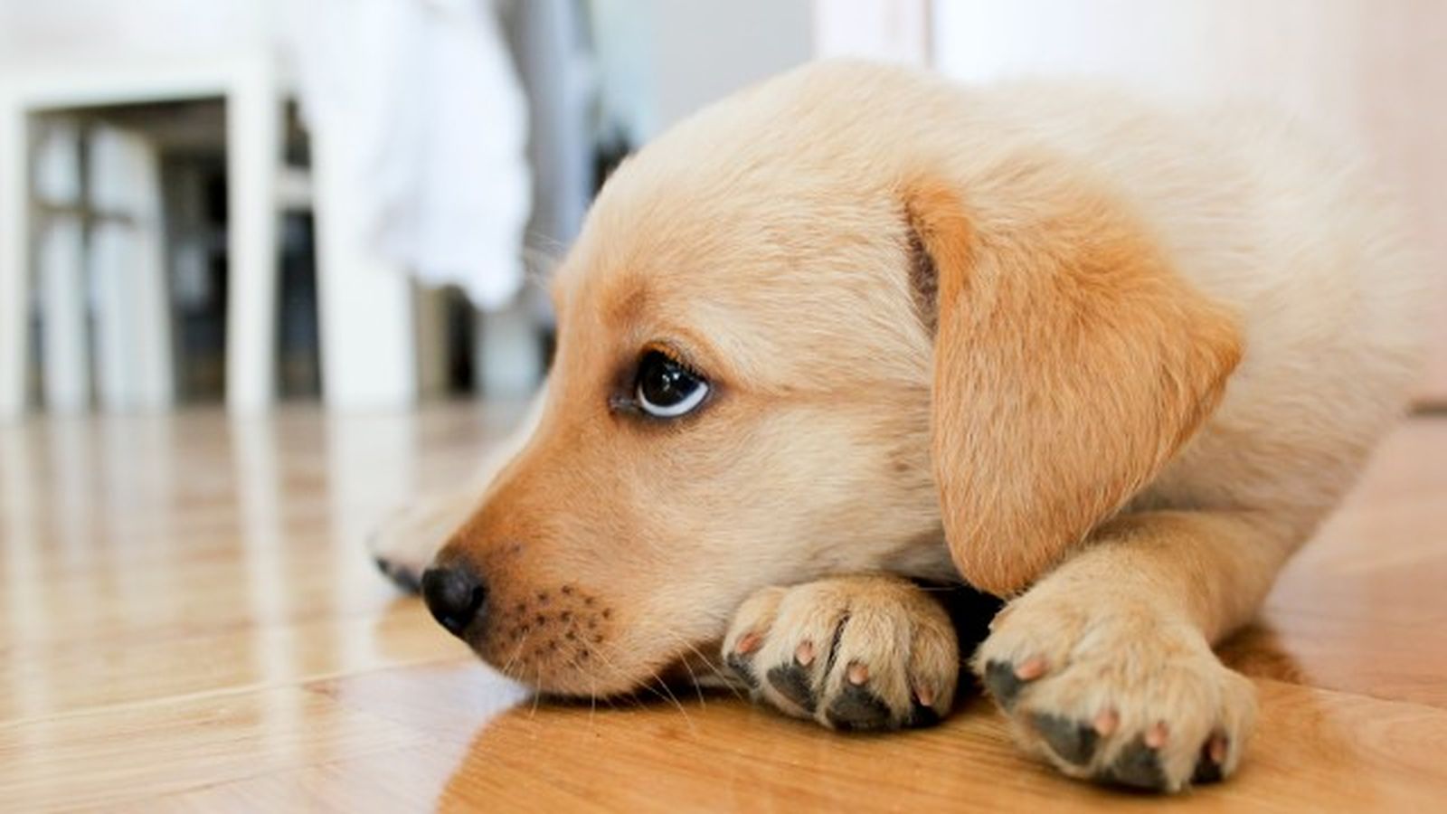 como saber si mi perro tiene fiebre 2 como saber si mi perro tiene fiebre 2