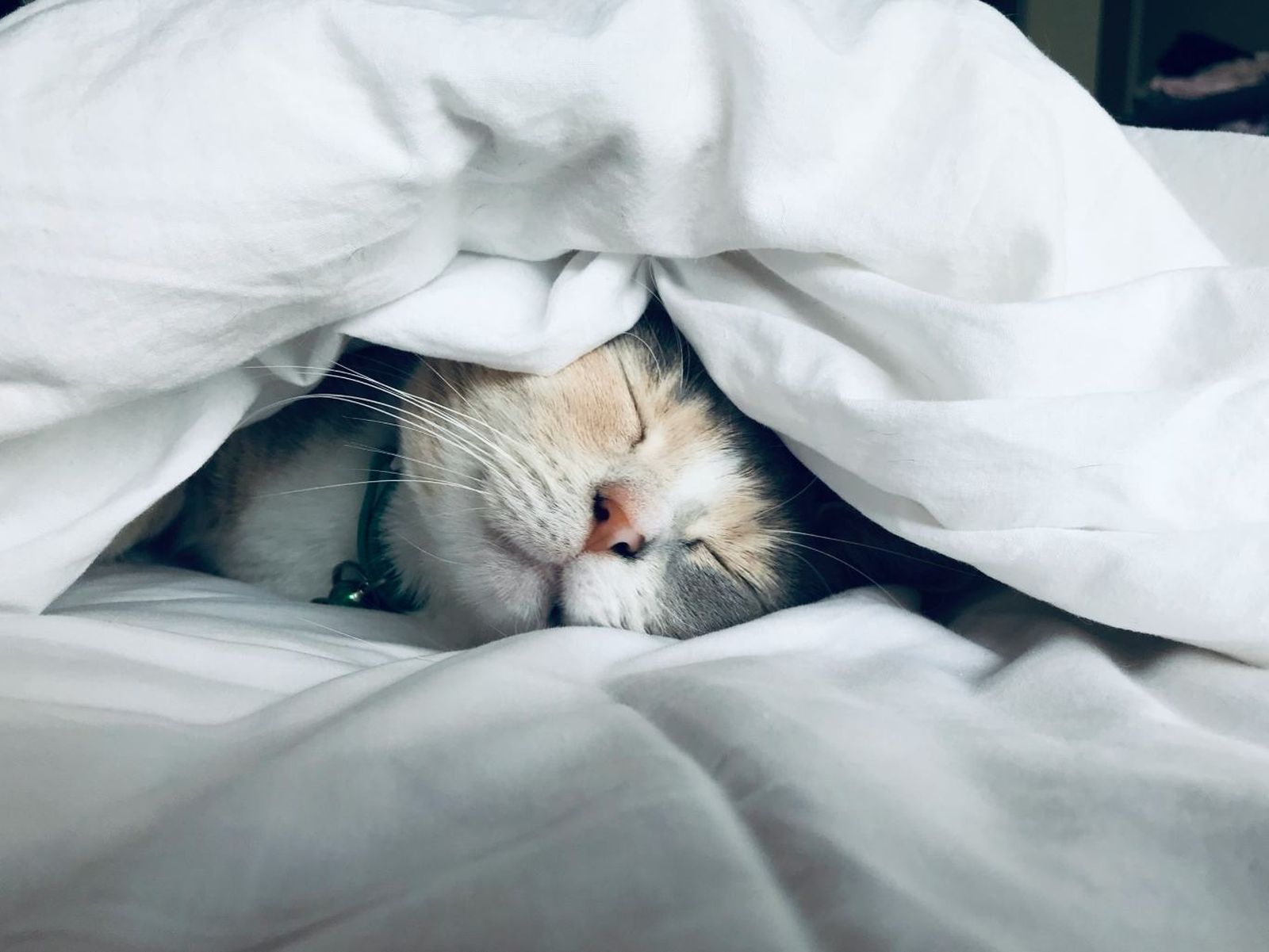 Gato durmiendo Gato durmiendo