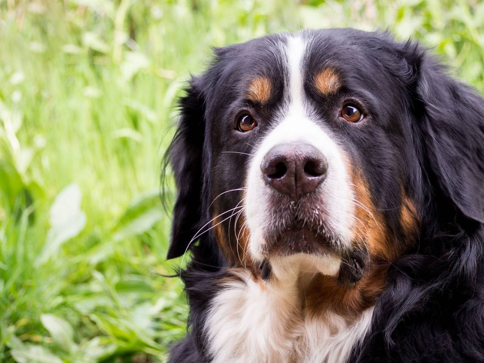 Ternura y fuerza son las principales características de este perro procedente de los Alpes suizos.
