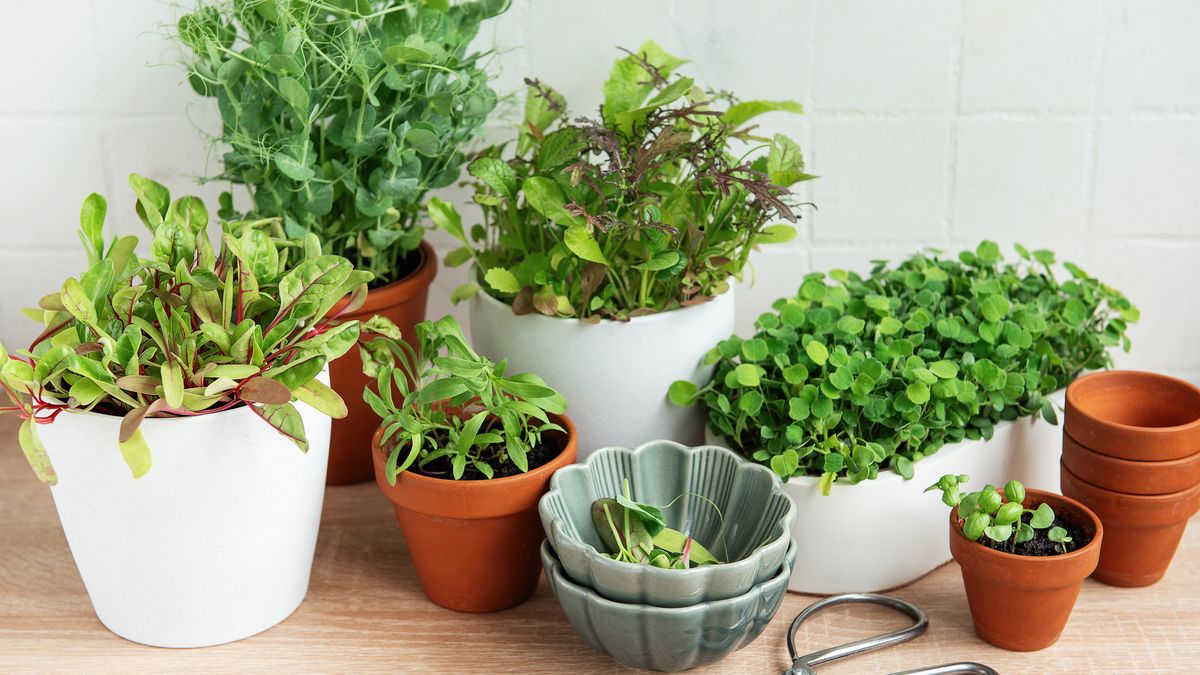 Los huertos de hierbas aromáticas te permiten cocinar con ingredientes frescos y al alcance de la mano