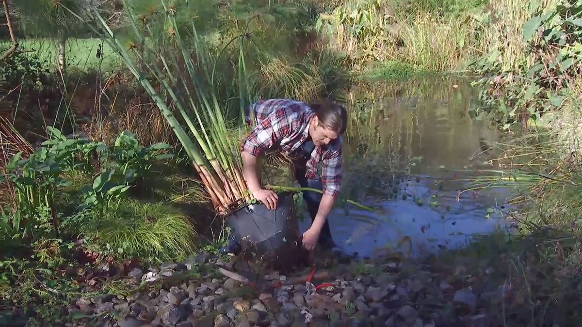 deco 676 cuidados papiro invierno eliminar raices