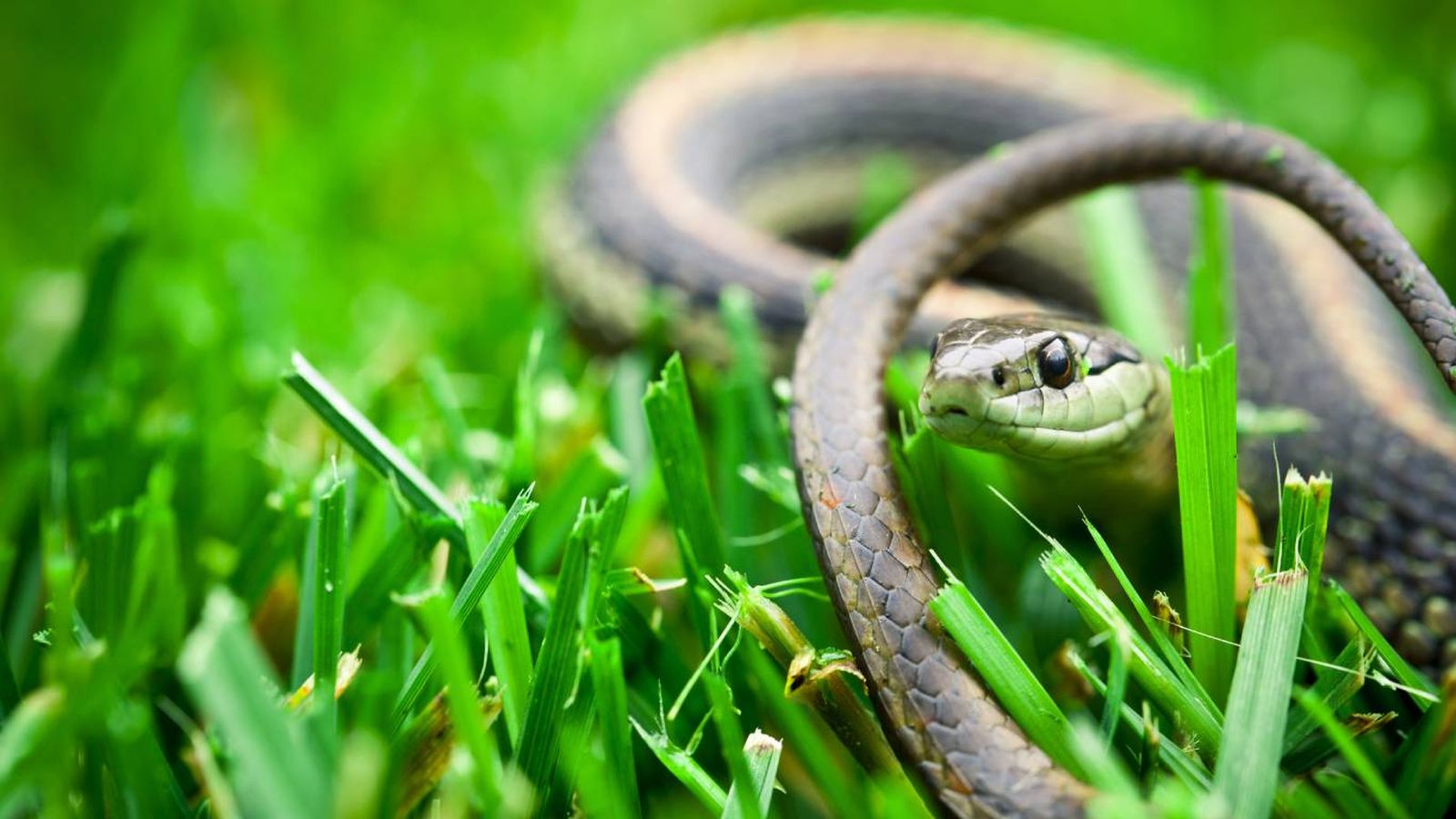 En España la mayoría de la serpiente no son agresivas ni venenosas.