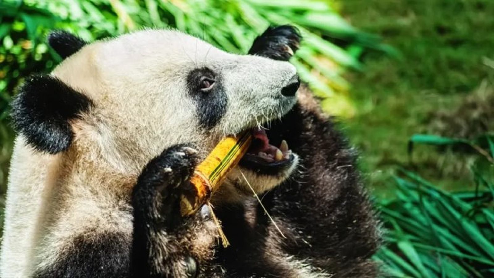 curiosidades del oso panda 1 curiosidades del oso panda 1