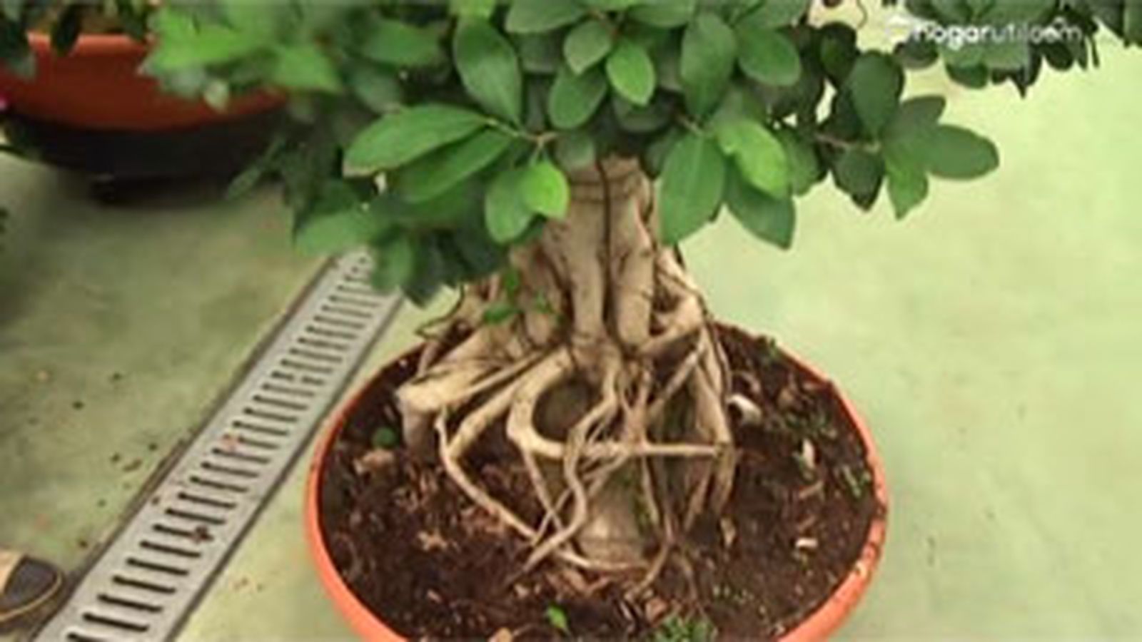 DEKO_JARDIN_403 aporte estetico ficus ginseng grande DEKO_JARDIN_403 aporte estetico ficus ginseng grande