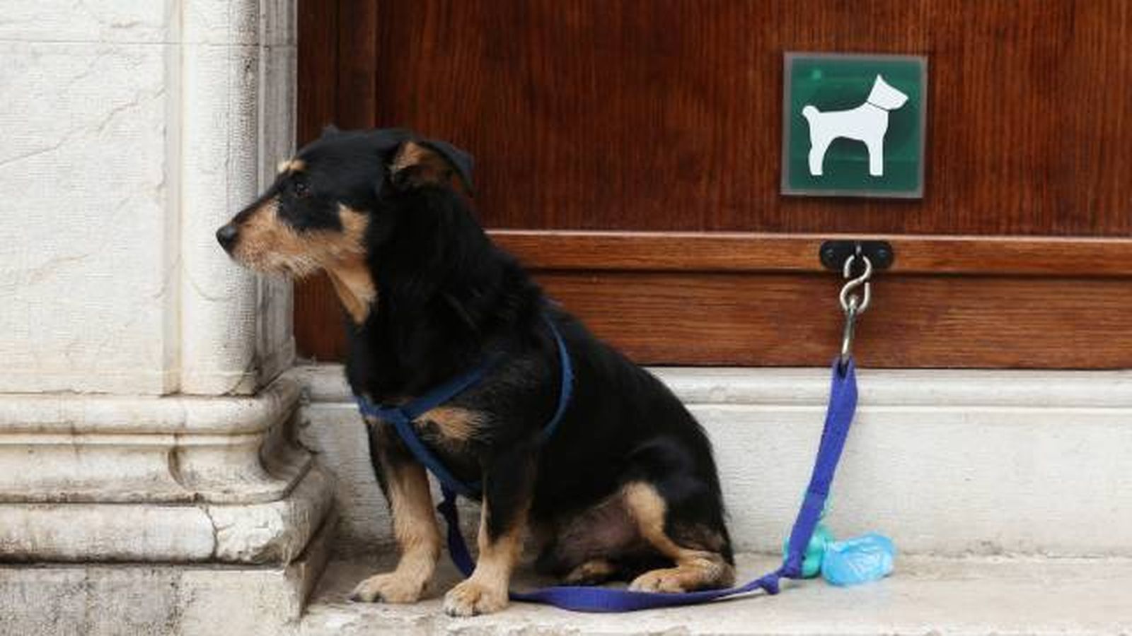 prohibido dejar perros atados solos fuera de tiendas prohibido dejar perros atados solos fuera de tiendas