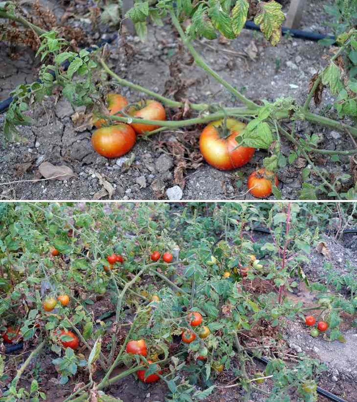 cultivo de tomates naturales