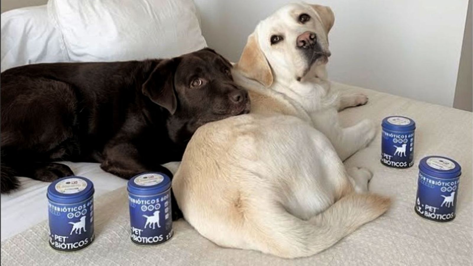 Este suplemento nació con el objetivo de mejorar la calidad de vida de las mascotas