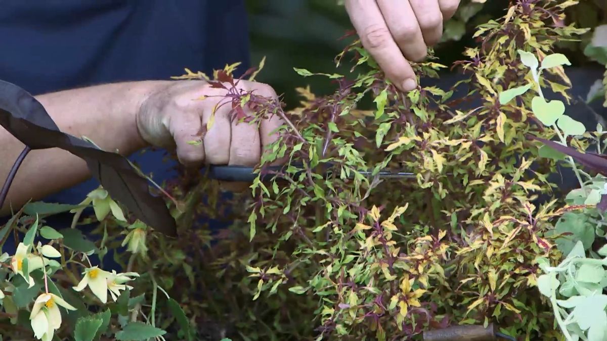 brico0963 3 esquejar coleos seleccionar esquejes