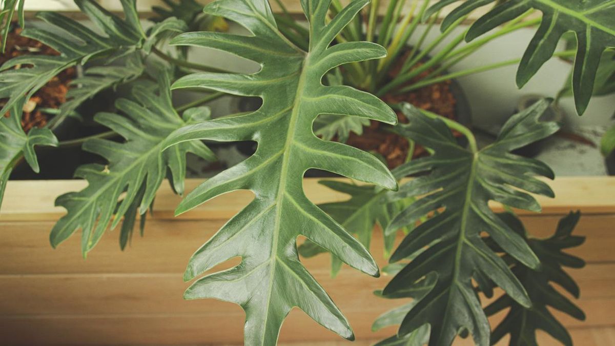 Filodendro bipinnatifidum.