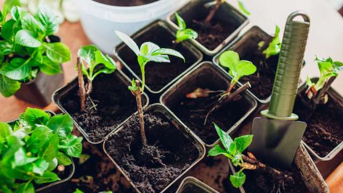 esquejes de hortensias