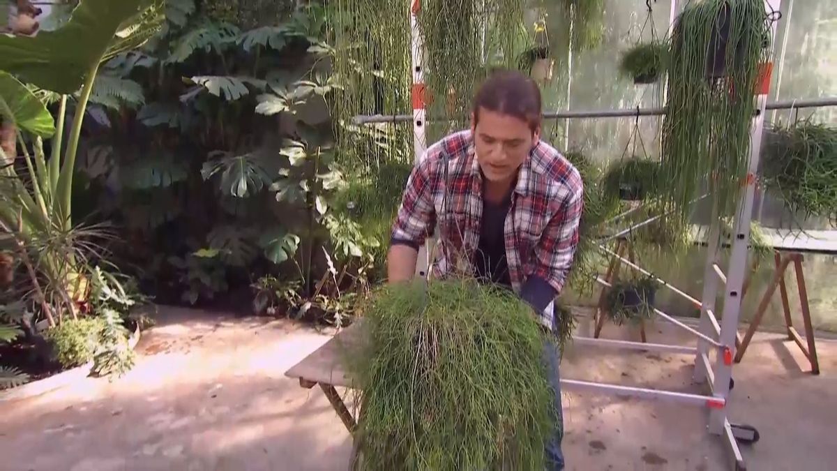 deco 691 variedades rhipsalis cilindrico sanear