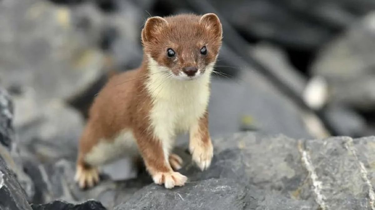 animales prohibidos como mascotas 3