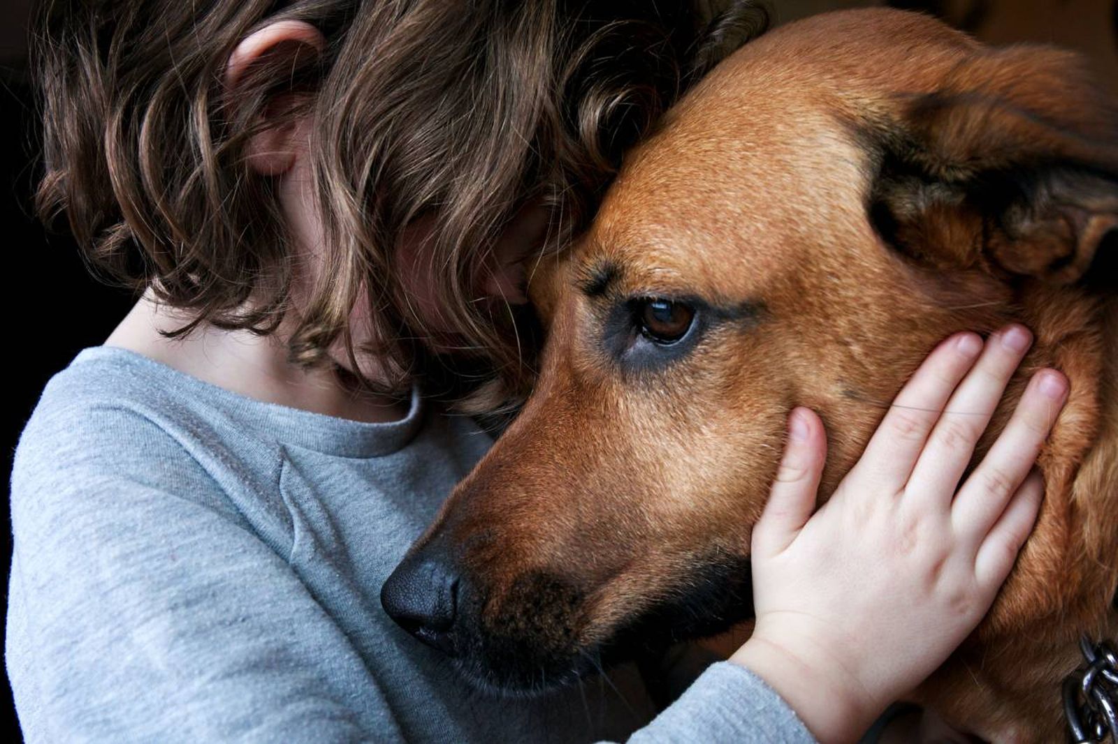 Una úlcera corneal es una herida en la superficie del ojo del perro.