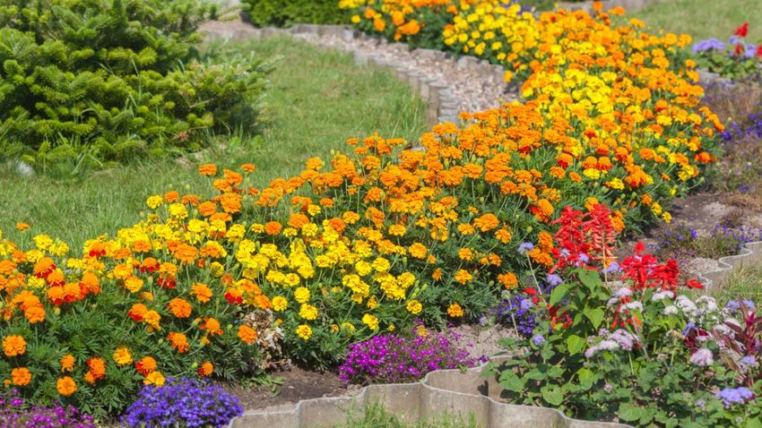 Las mejores flores silvestres para cultivar en tu jardín