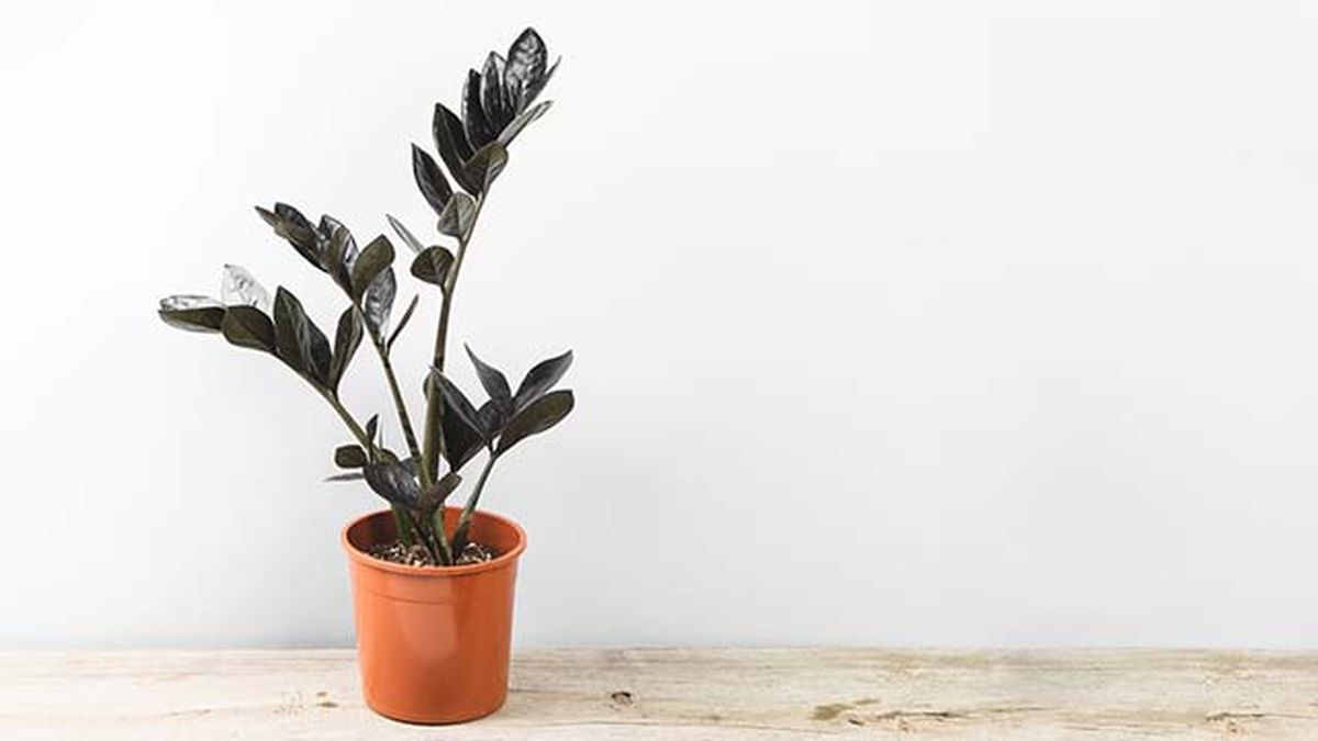 zamioculcas zamiifolia planta de cuervo