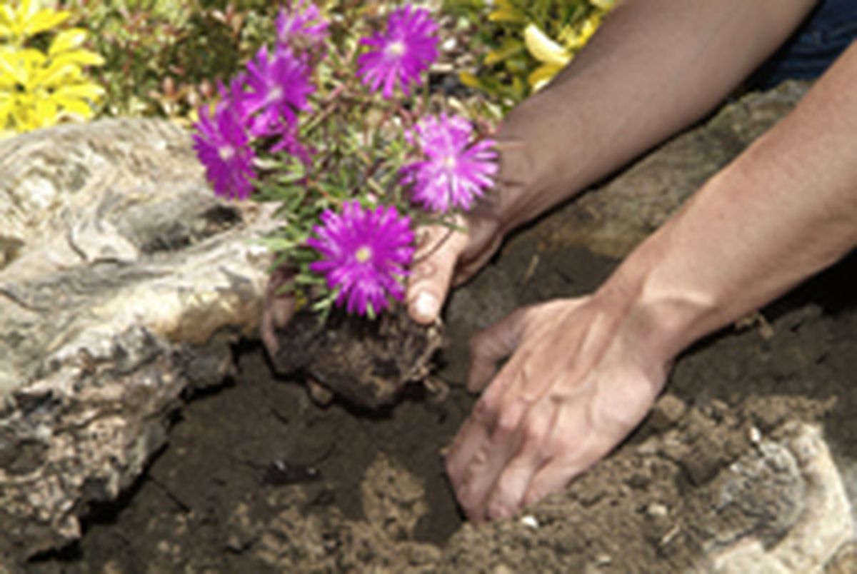 PARTERRE DE FLOR DE TEMPORADA P2