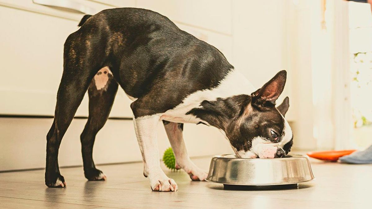 sintomas perro problemas corazon 4