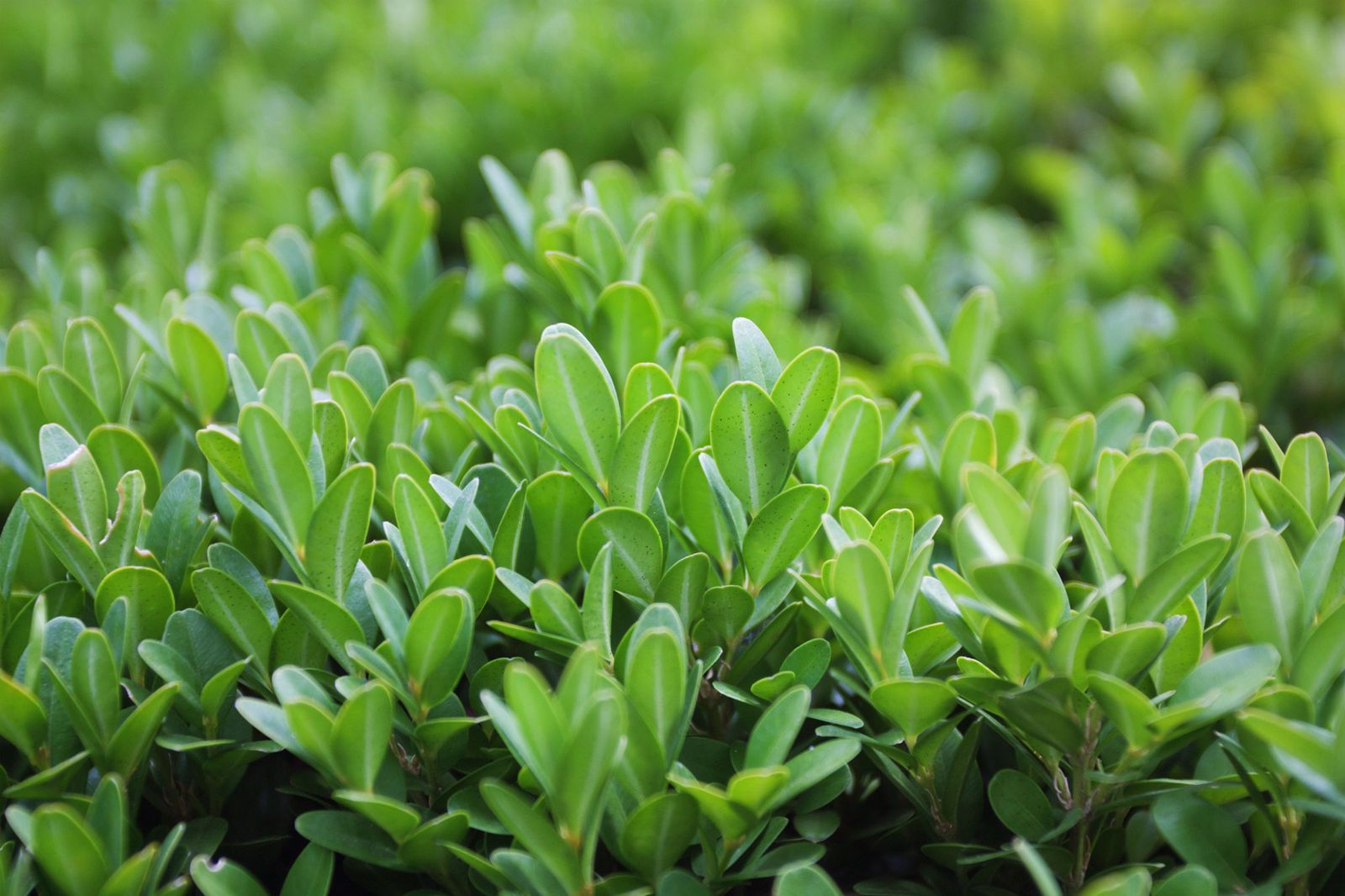 Buxus suffructicosa Buxus suffructicosa