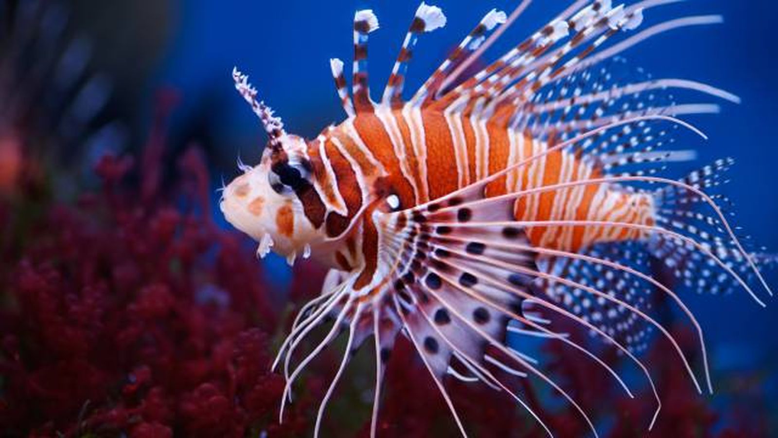 especies exoticas invasoras espana peces especies exoticas invasoras espana peces