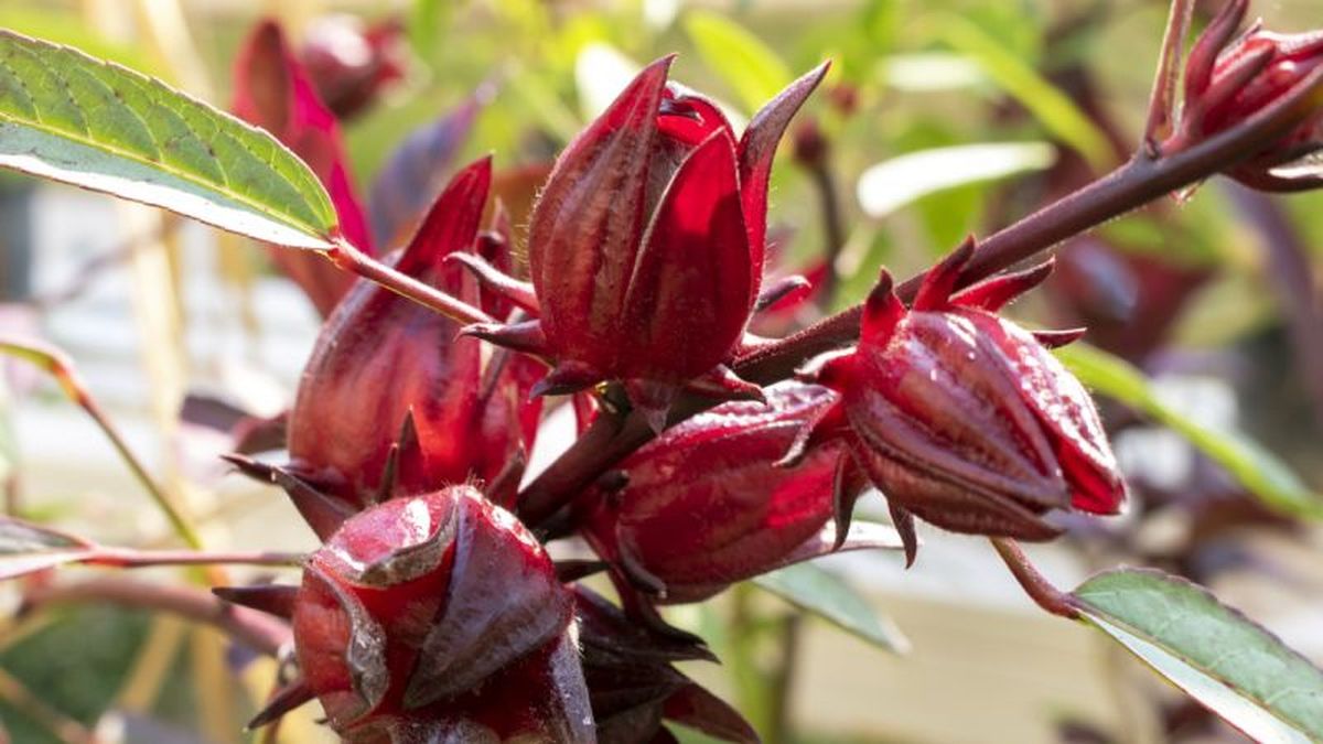 Planta de la flor de Jamaica en la naturaleza