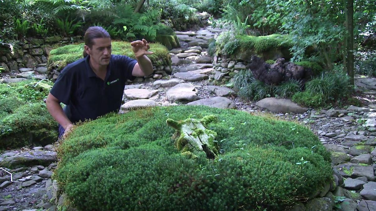 deco 777 jardin musgos germinados de fresnos