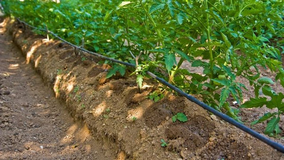 riego por goteo en la huerta