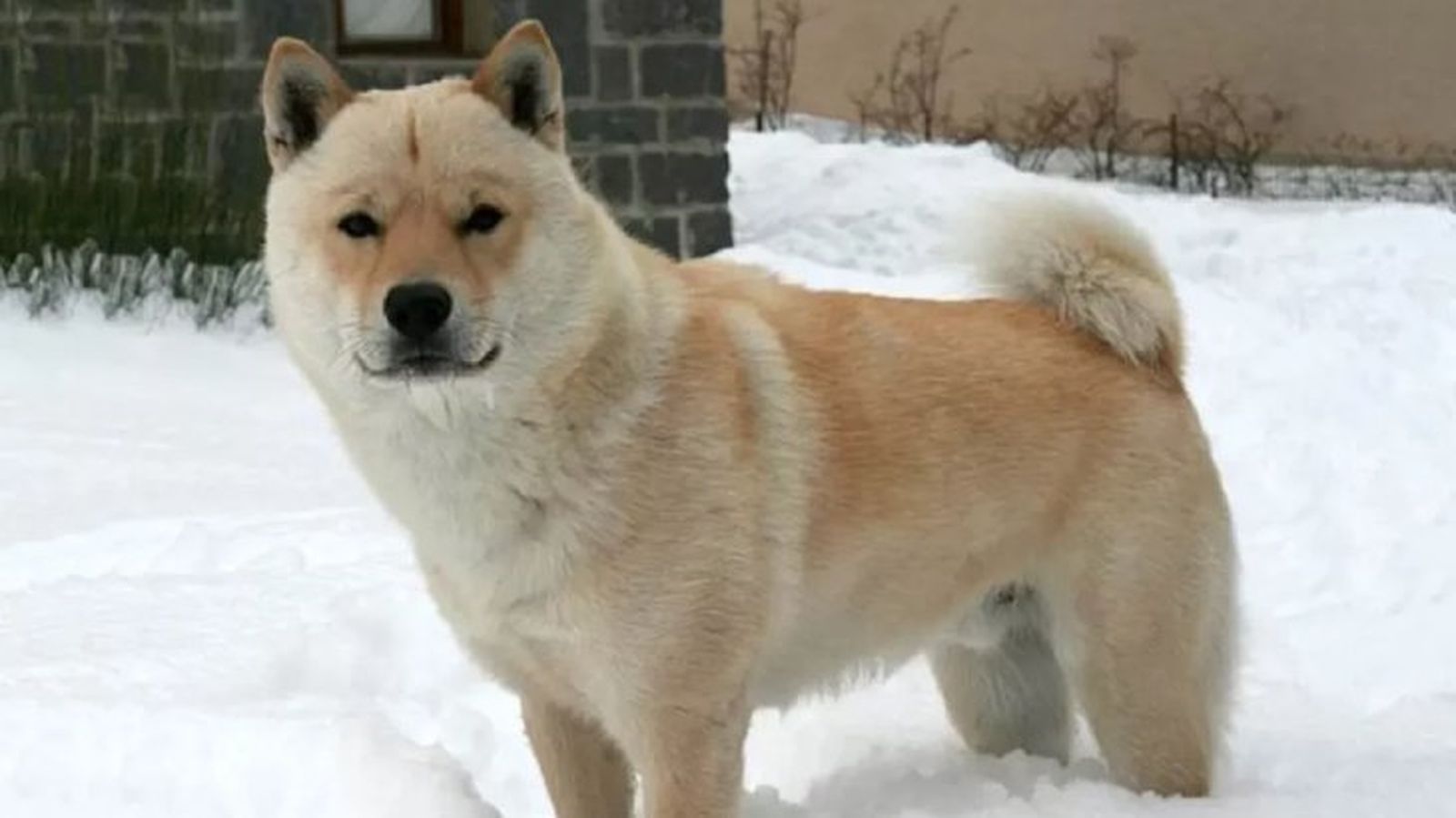 perros japoneses hokkaido 5 perros japoneses hokkaido 5