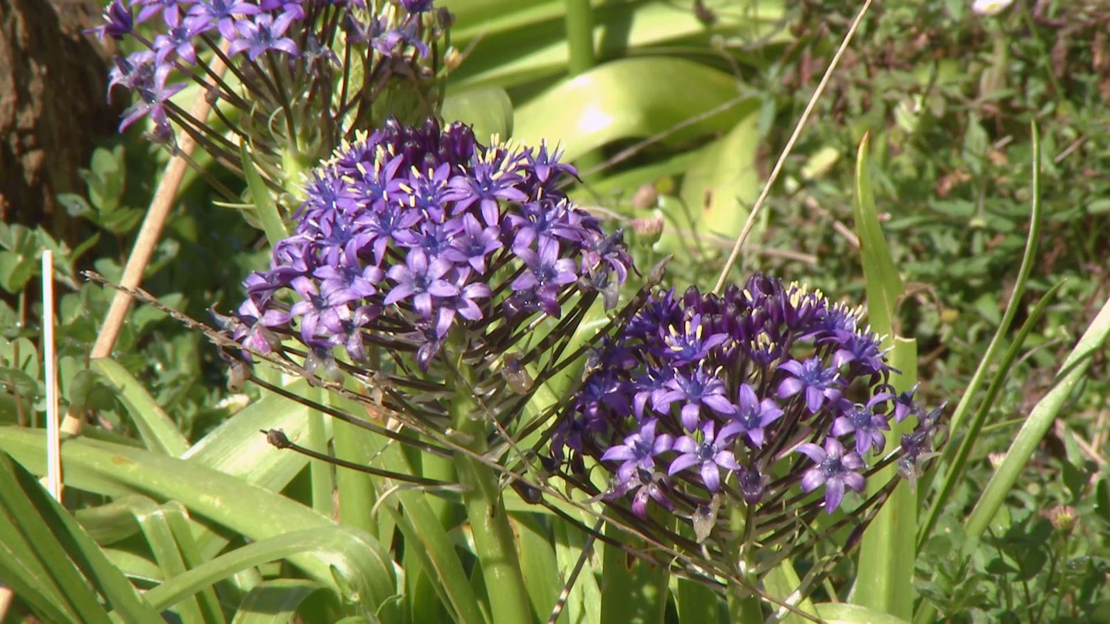 deco 693 jardineria scilla peruviana flor deco 693 jardineria scilla peruviana flor
