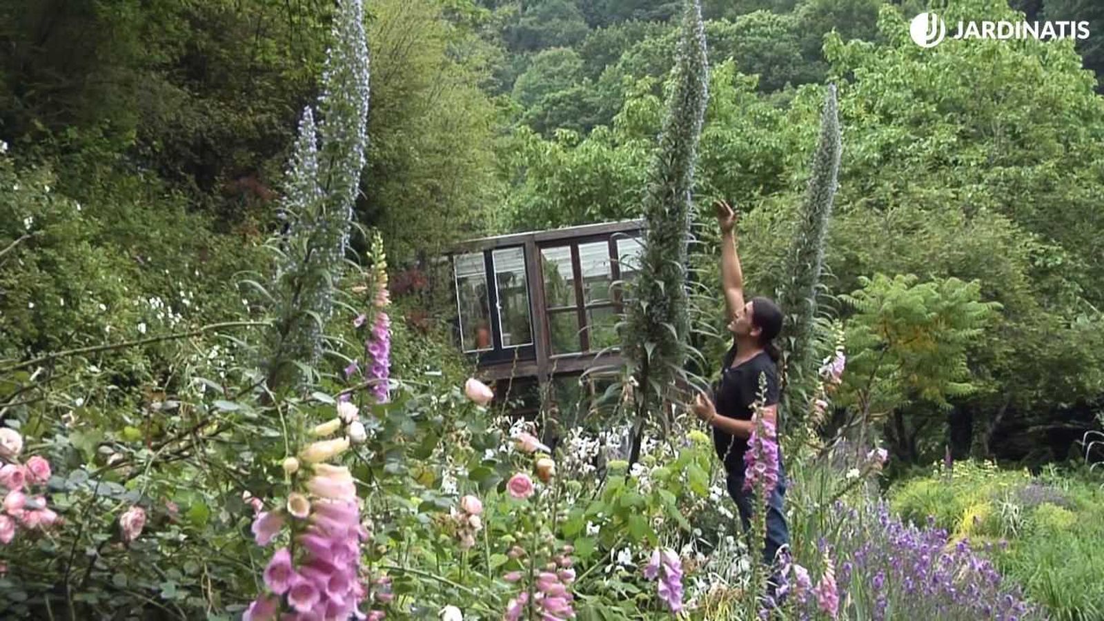 Echium pininana, planta bianual de la isla de La Palma Echium pininana, planta bianual de la isla de La Palma