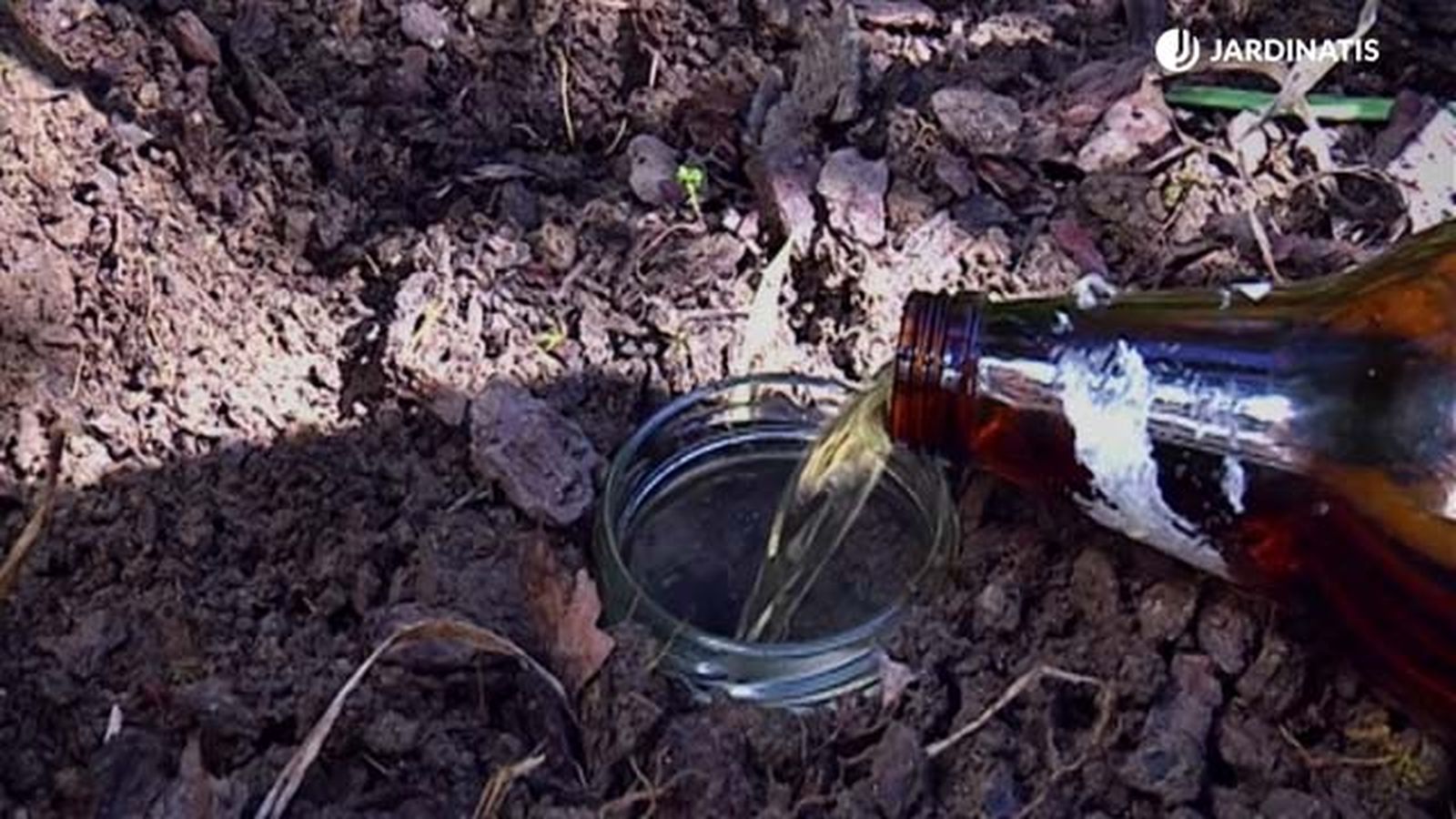 cerveza para evitar caracoles babosas brico 431 jardinatis cerveza para evitar caracoles babosas brico 431 jardinatis