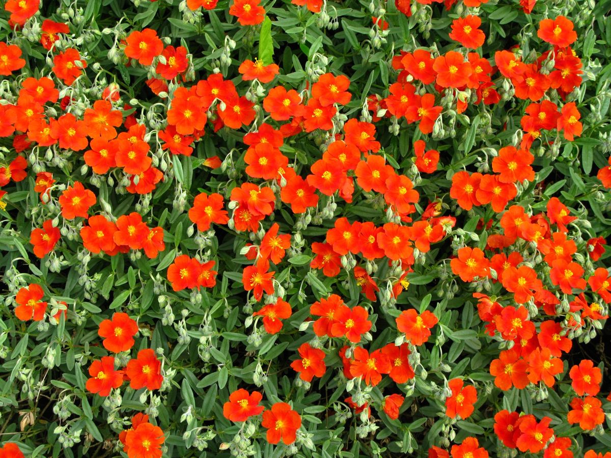 Plantas de porte rastrero para decorar 1