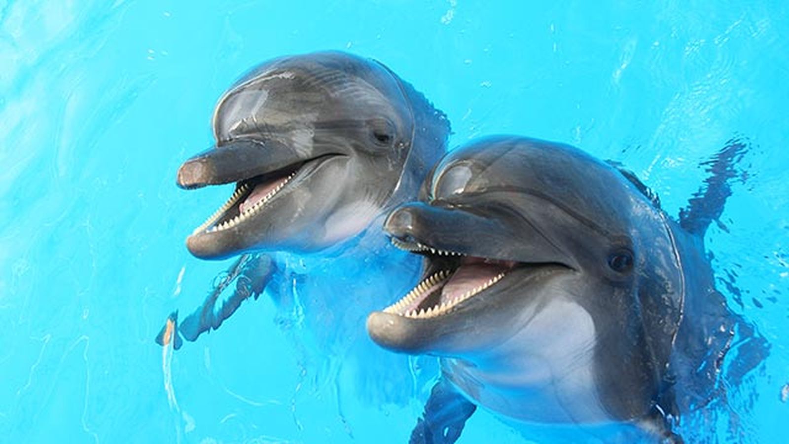animales felices 5 delfines animales felices 5 delfines