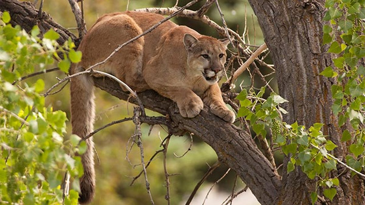 puma leon americano 4 tumbado arbol