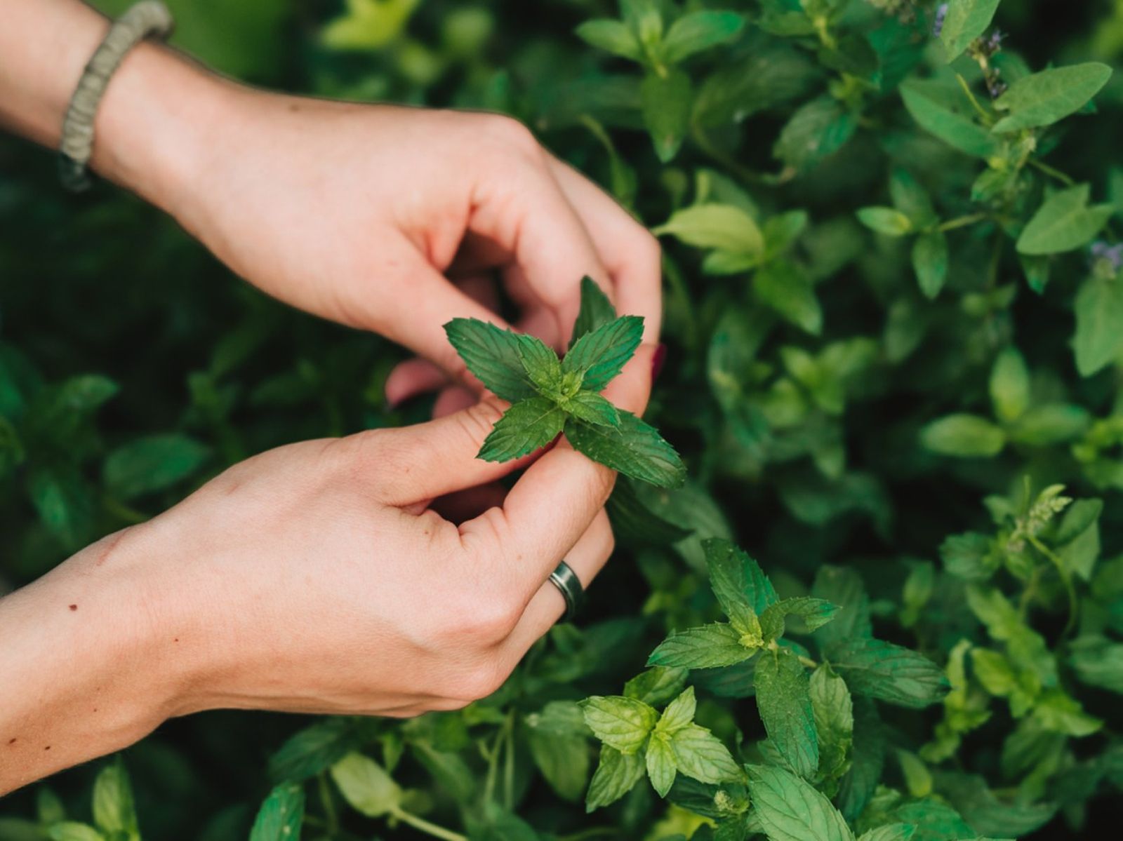 Planta menta. Planta menta.