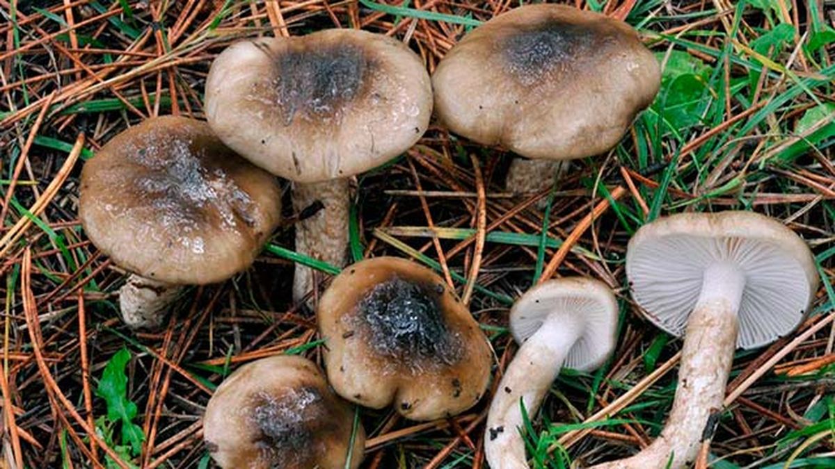 setas comestibles llenega negra