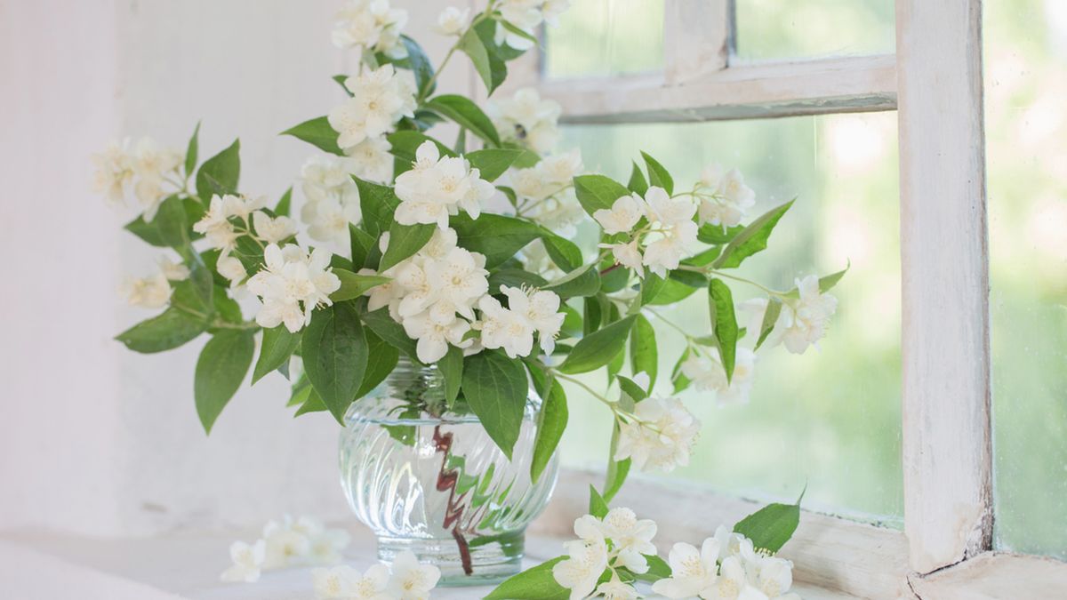 regalar jazmin blanco