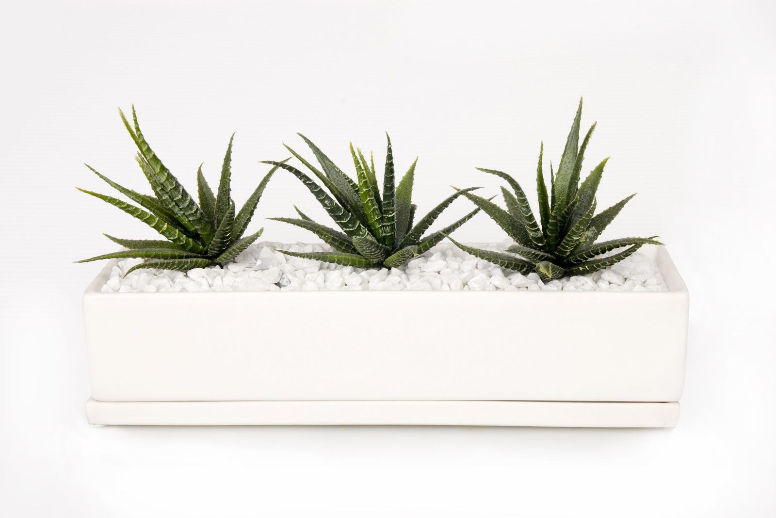 Epífitas, bromelias sin raíces