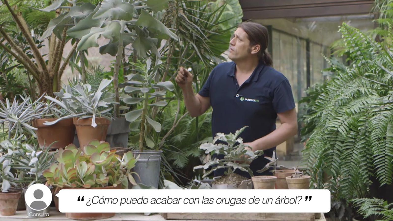 brico 1020 jardin briconsulta orugas en arbol