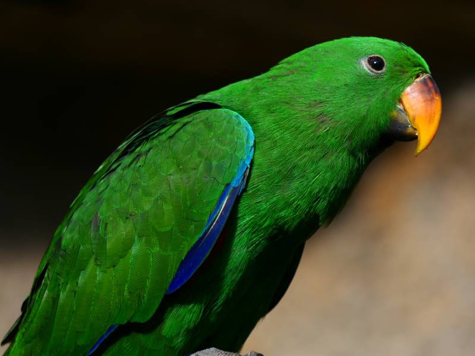 Su carácter tranquilo lo convierte en un loro ideal para tener en casa como mascota. Su carácter tranquilo lo convierte en un loro ideal para tener en casa como mascota.