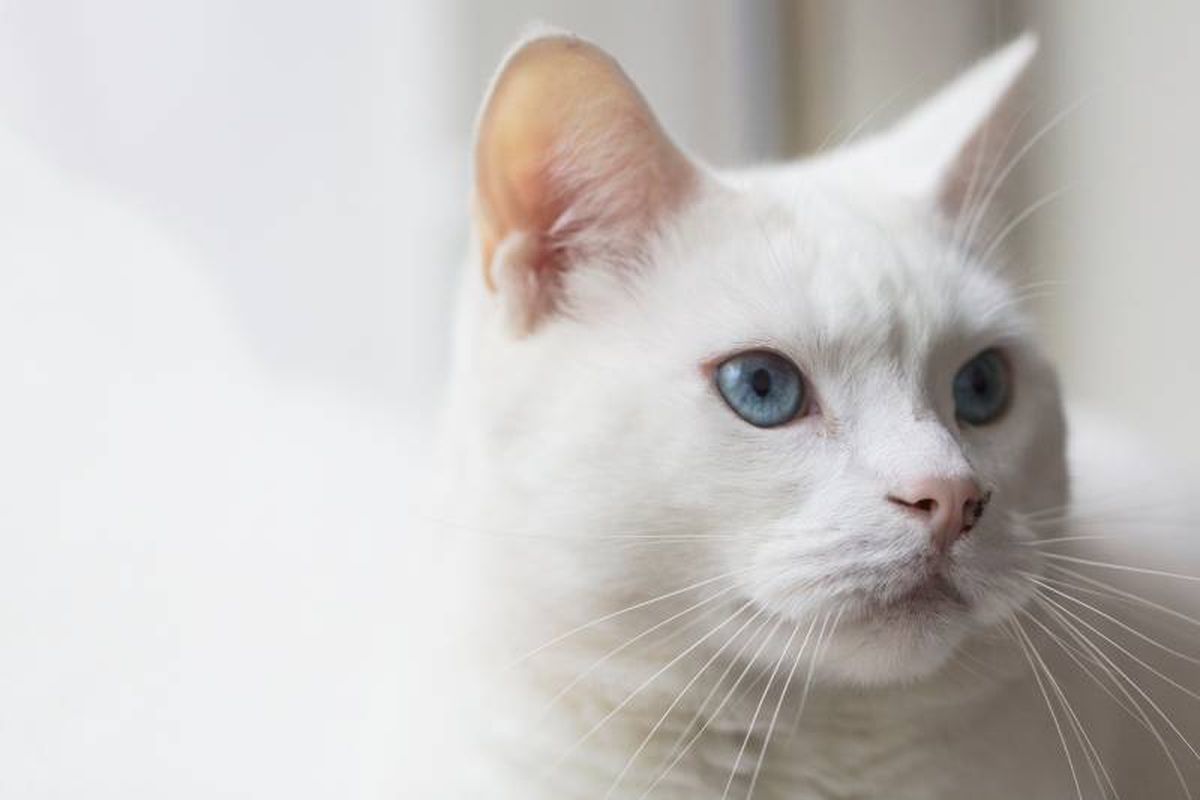 Los gatos exóticos tienen un encanto que los hace destacar sobre otras razas felinas.