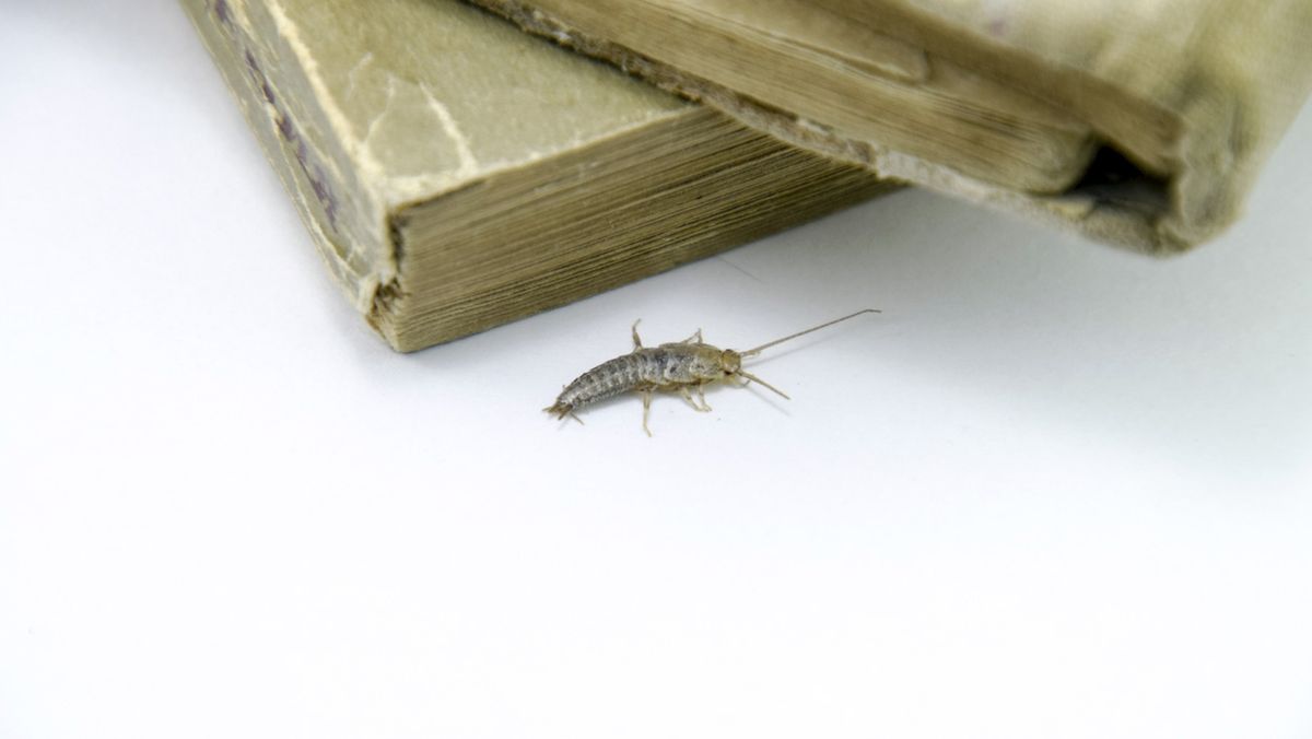 como eliminar bichos de la humedad cuarto del baño