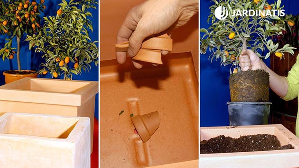 kumquat citrico enano trasplante en contenedor 1 brico 330