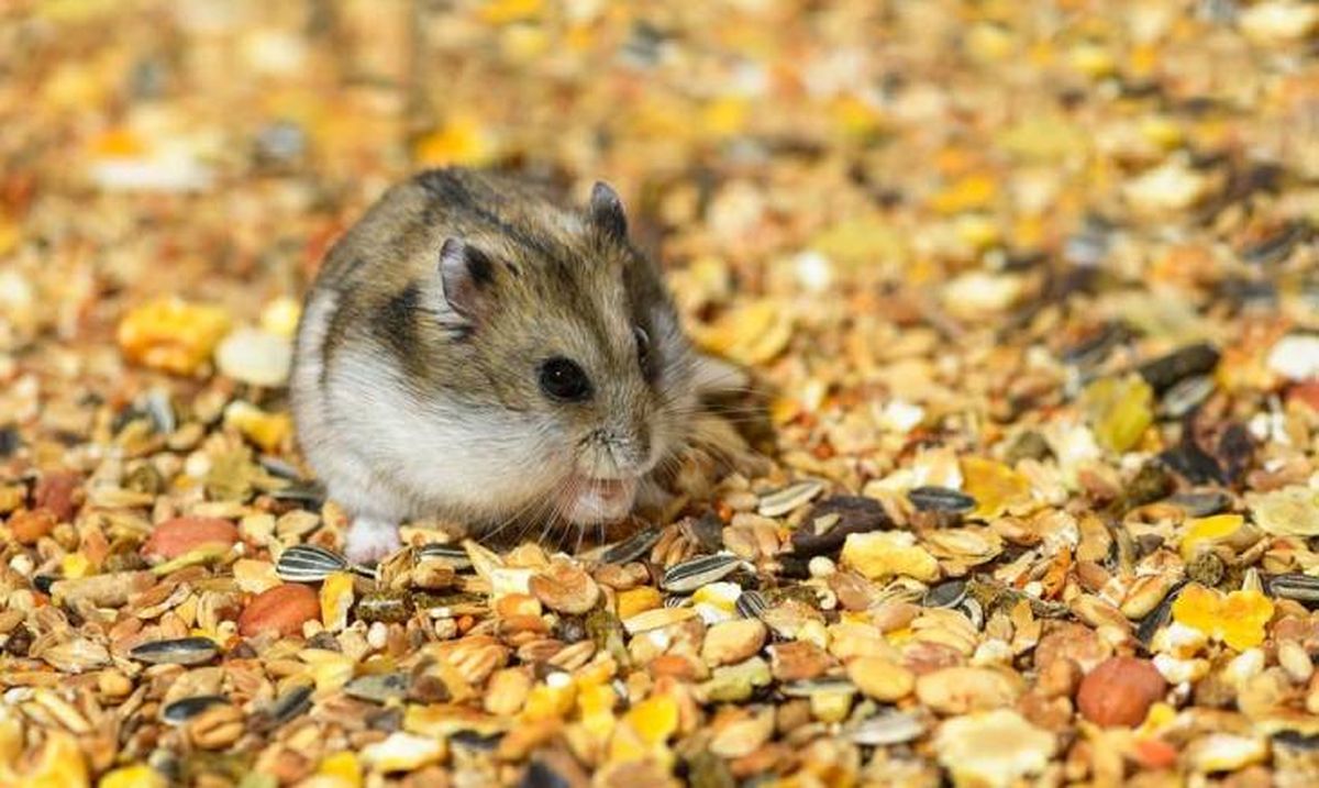 se puede tener dos hamsters rusos juntos 13 (1)