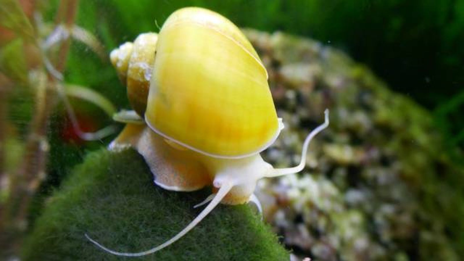 especies exoticas invasoras espana caracoles especies exoticas invasoras espana caracoles