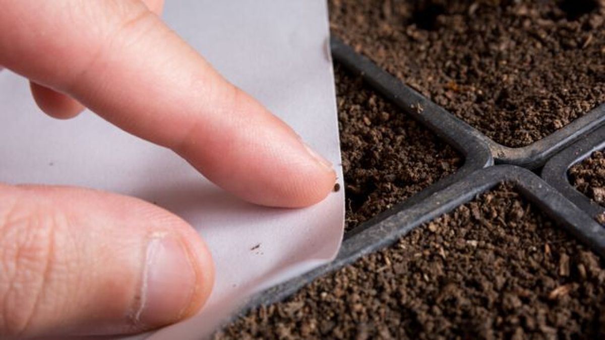 mano de hombre sembrando semilla de lavanda