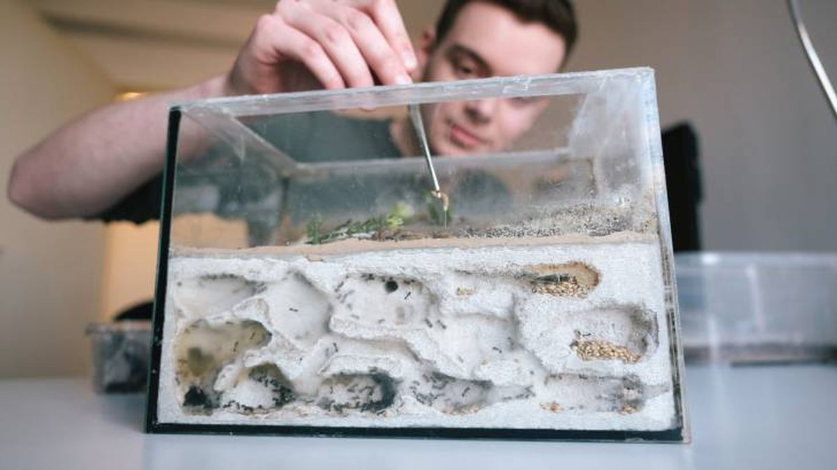 Alimenta a tus hormigas en el hormiguero casero construido paso a paso